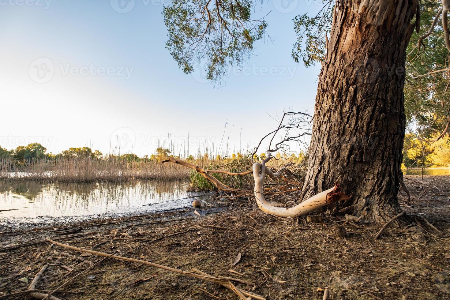 Athalassa Lake in Cyprus with beautifully lit water tree bark and branches on a beautiful sunny afternoon photo