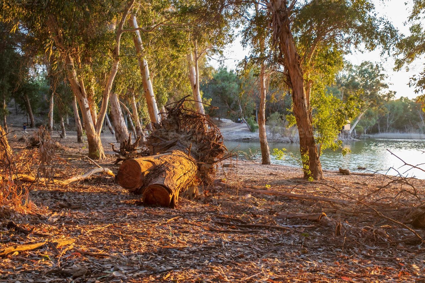 Cortar la corteza de los árboles en el lago Athalassa Chipre bañado por la cálida luz de la tarde foto