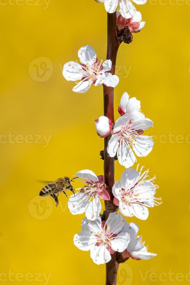 abeja volando hacia una flor foto