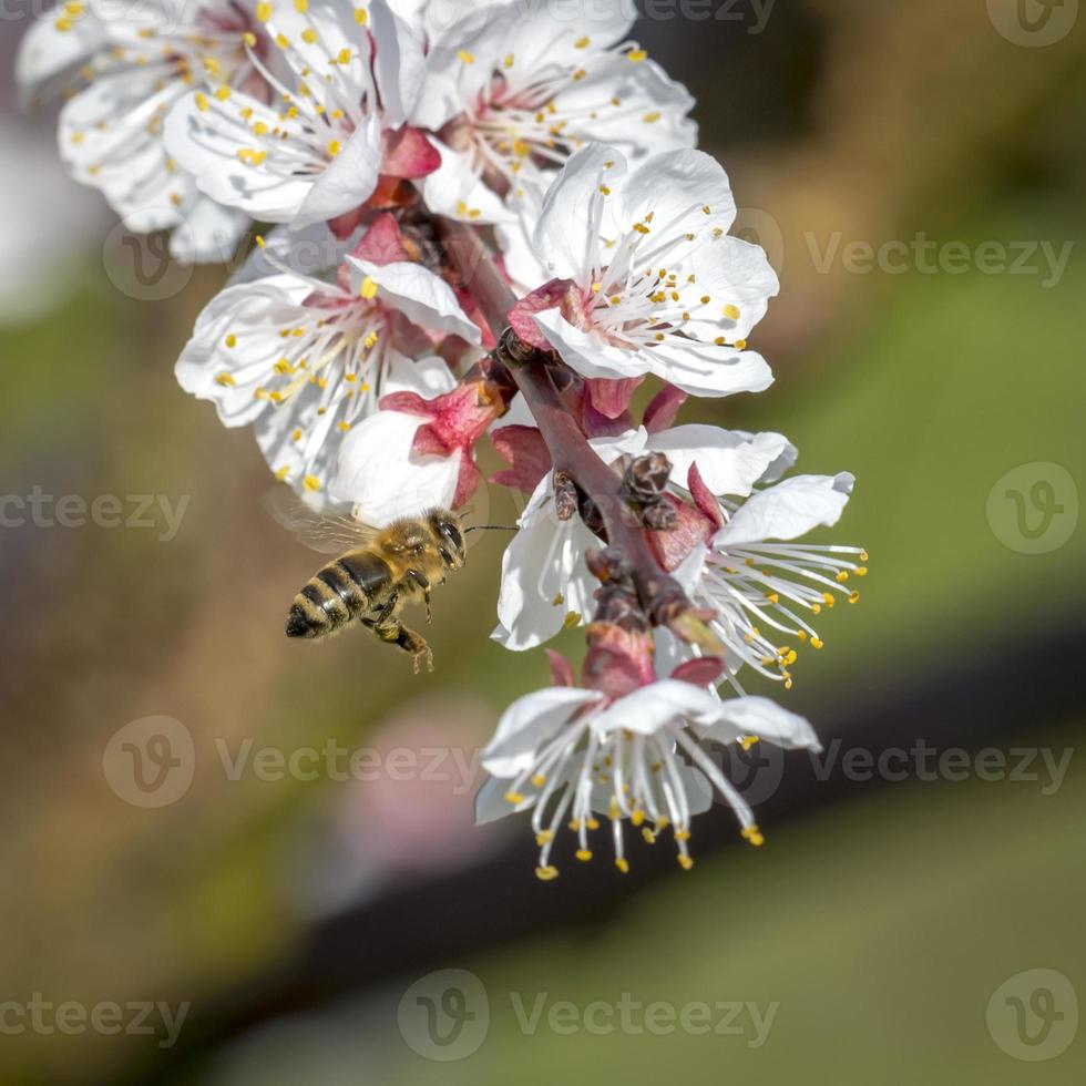 Bee flying to a blossom photo