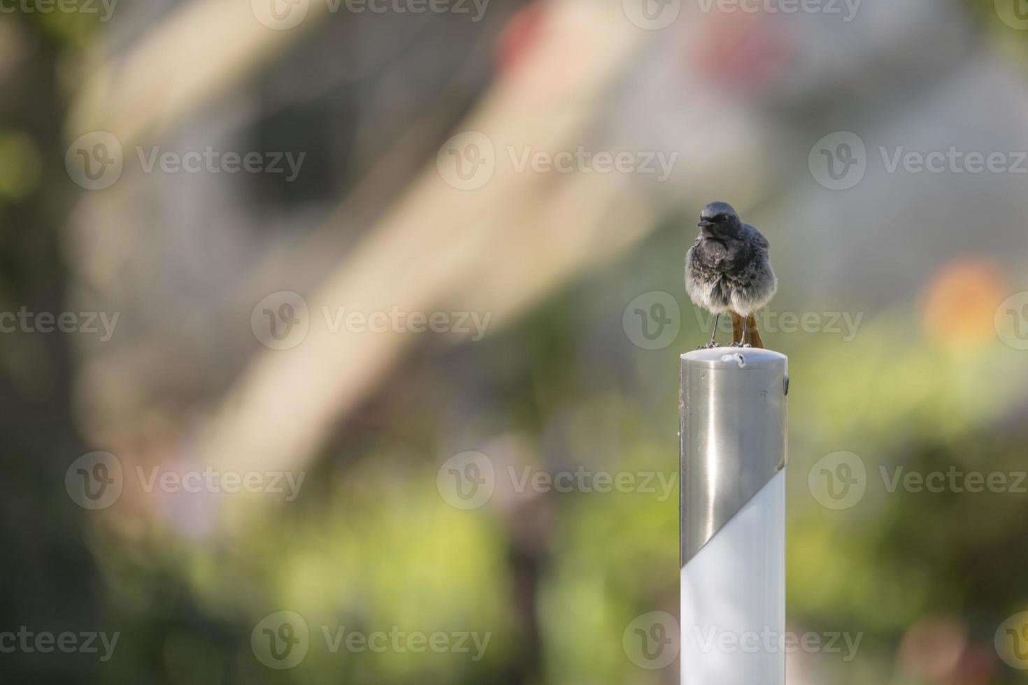 Bird on a pole photo