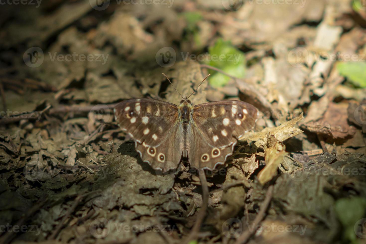 Pequeña mariposa sobre follaje otoñal seco foto