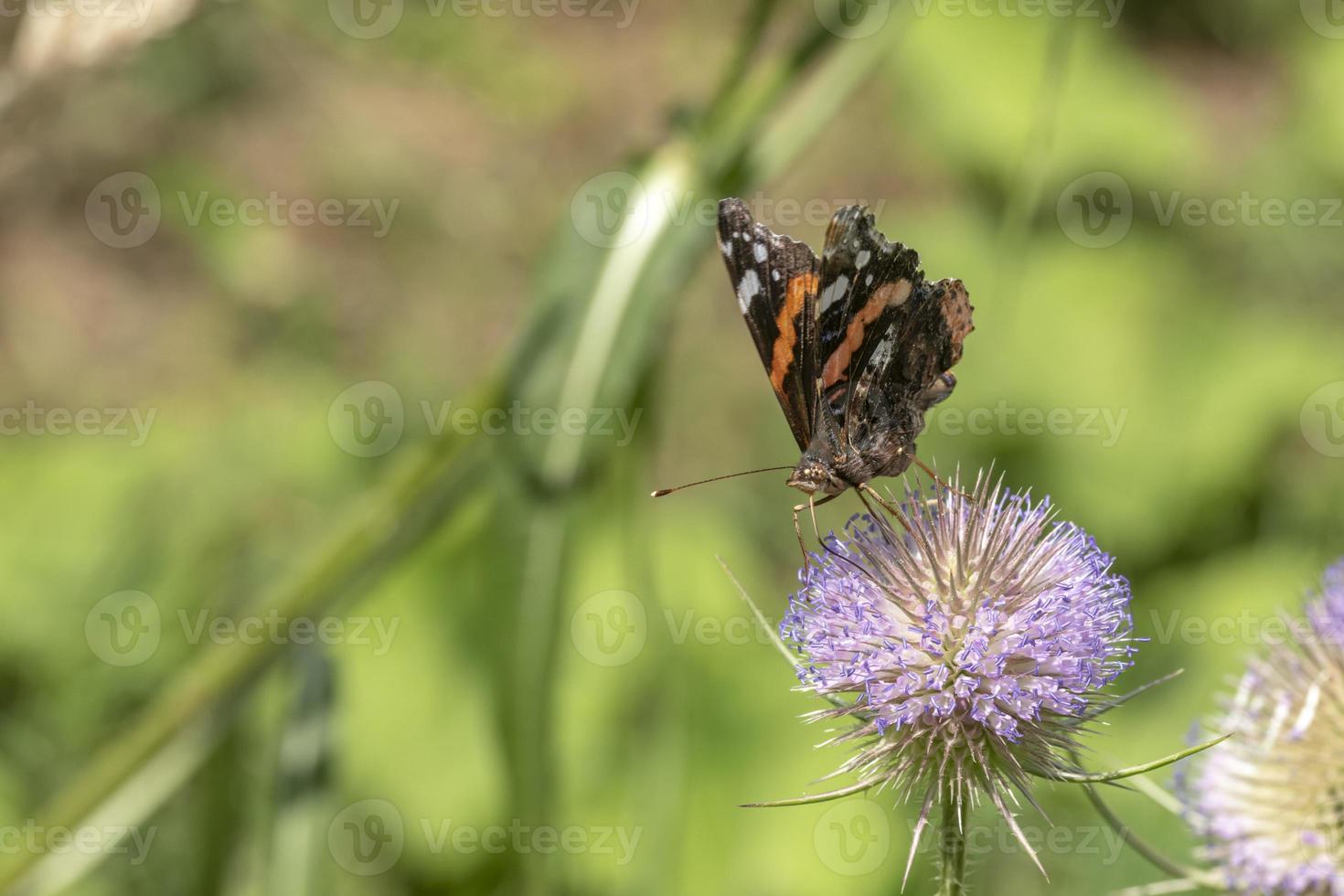 mariposa en una flor de cardo foto