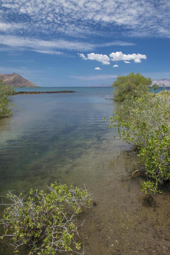 Vertical seascape of Bahia Concepcion in the region of Baja California Sur Mexico with manglar or mangle with trees blue sky and clouds photo