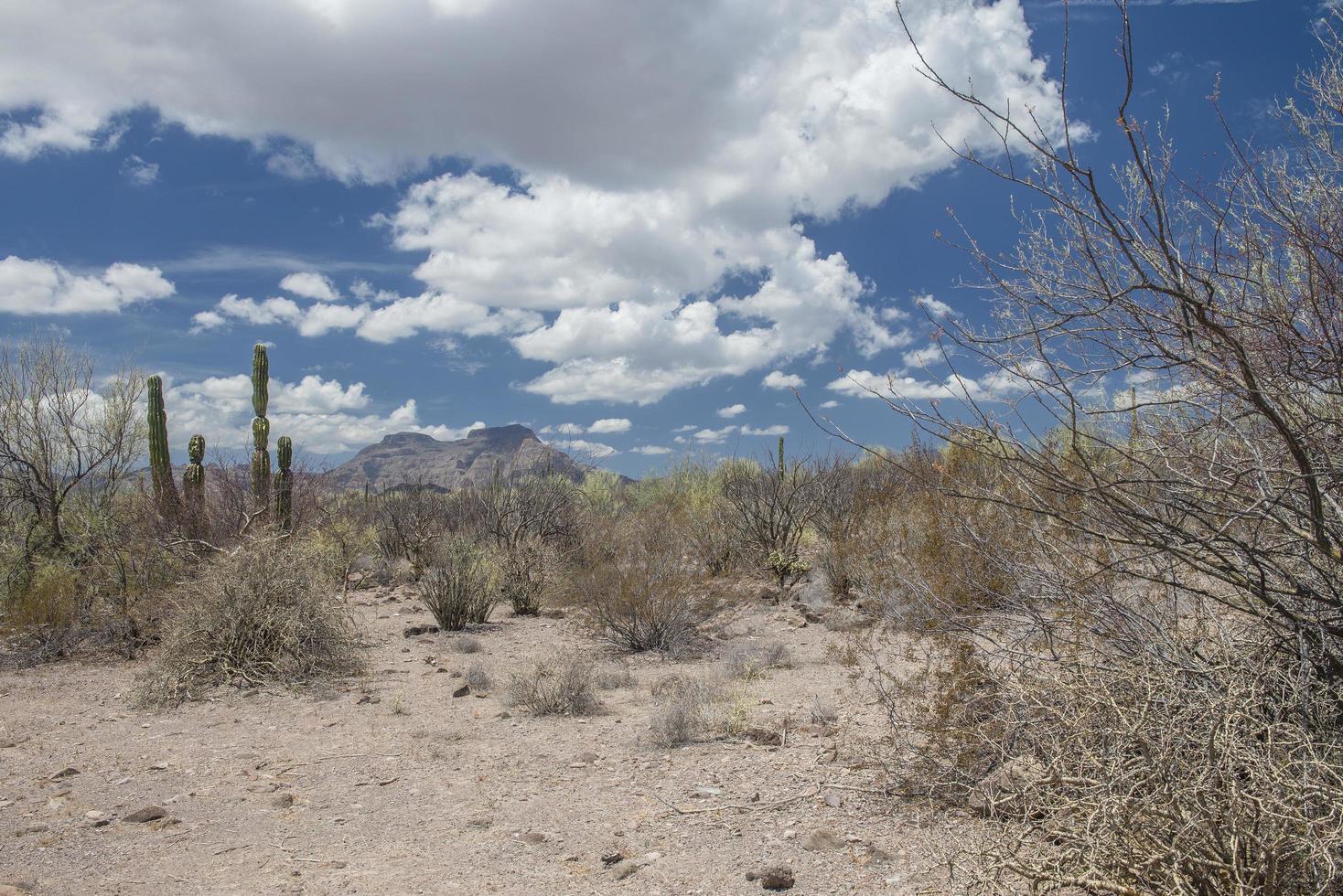 desierto de baja california sur, méxico, con, cactus, árboles, arena, y, cielo azul, con, nubes foto