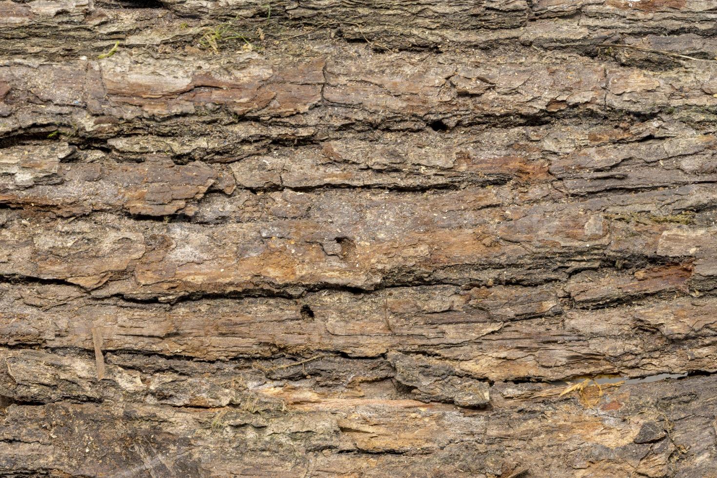 Close-up of bark photo