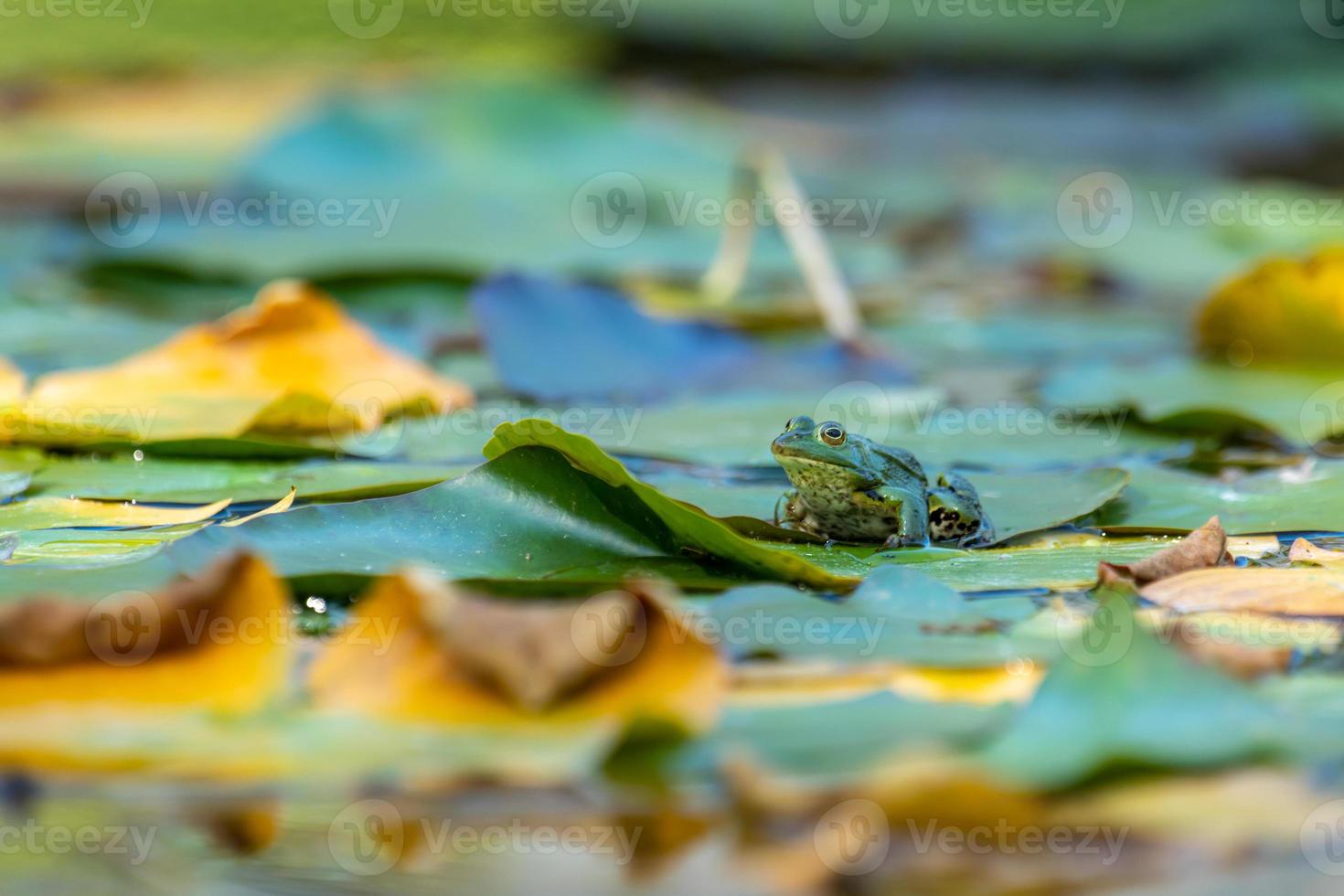 Green frog on a lily pad photo