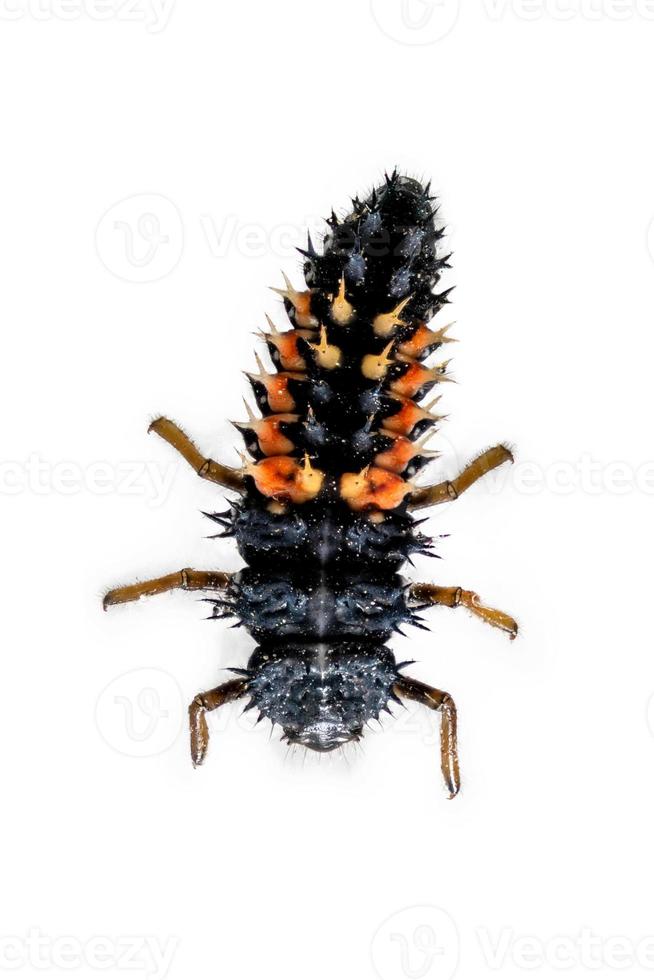 Macro of a ladybug larva photo