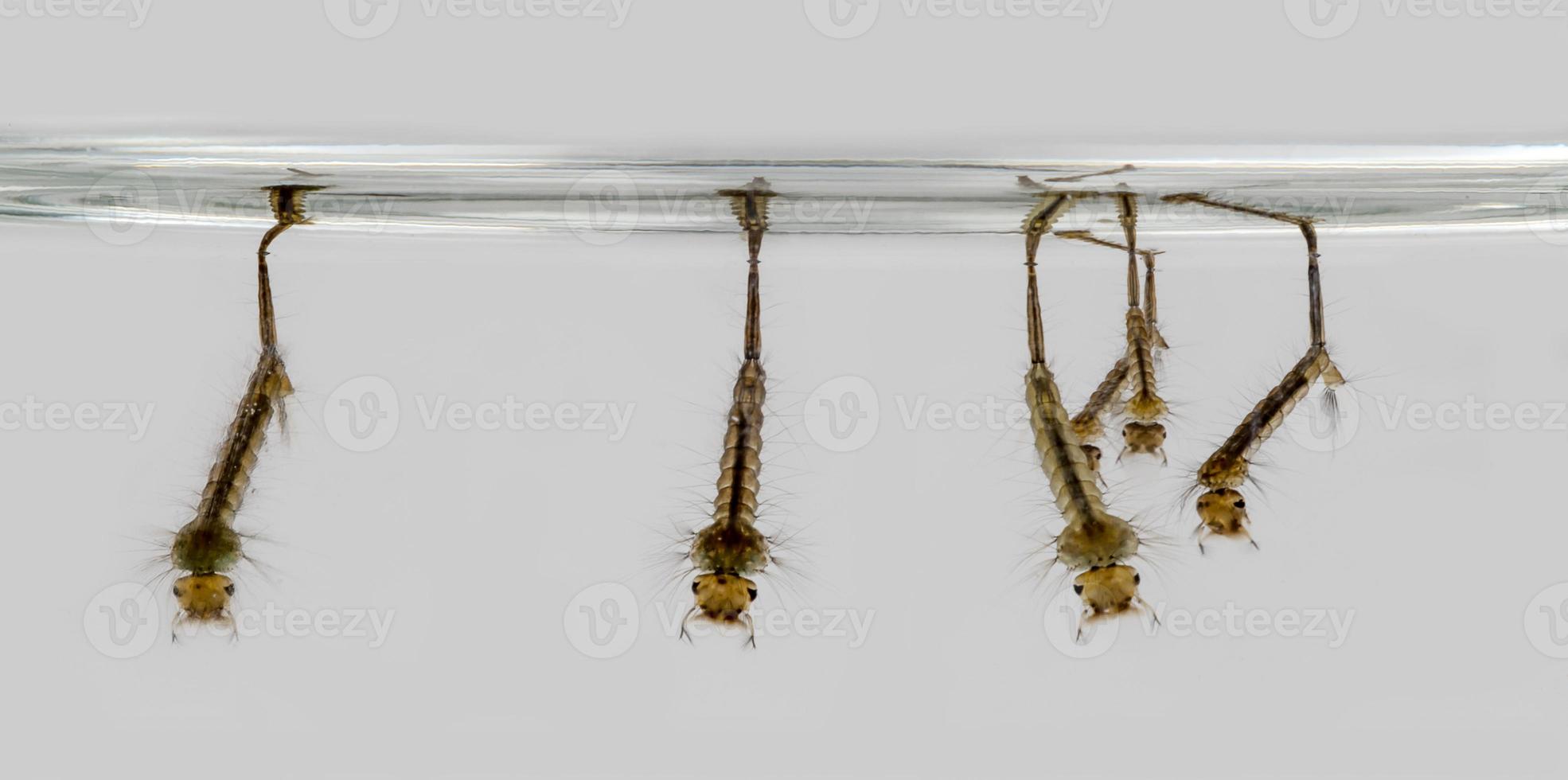 Larvae hanging on the water surface photo