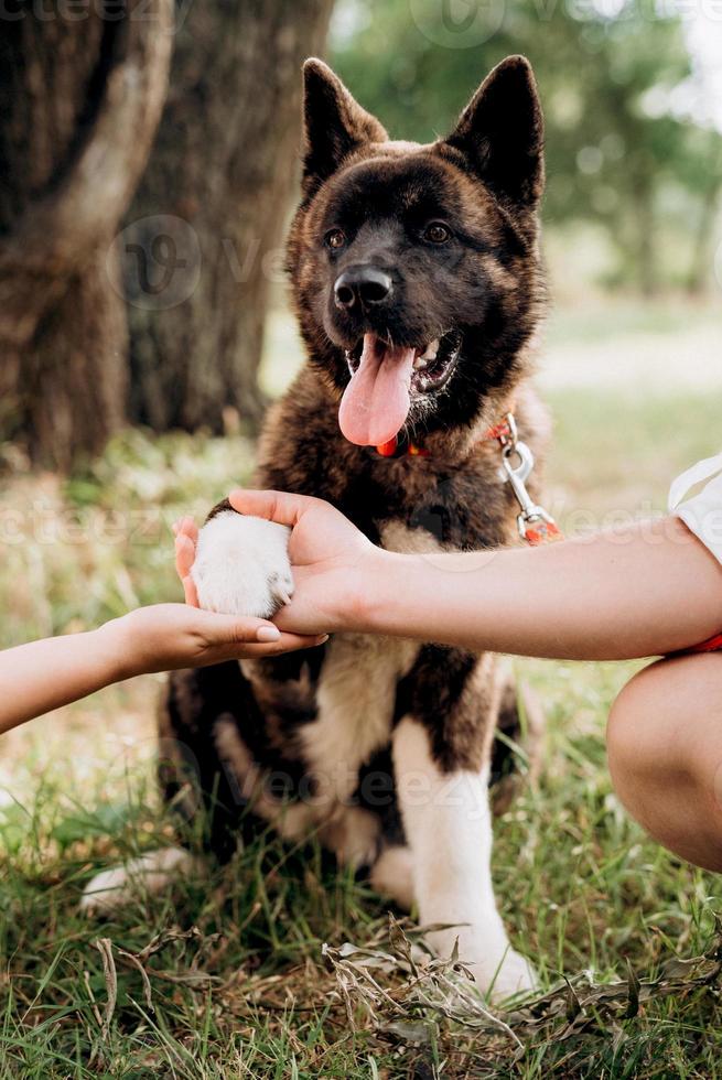 Big dog for a walk with a guy and a girl photo