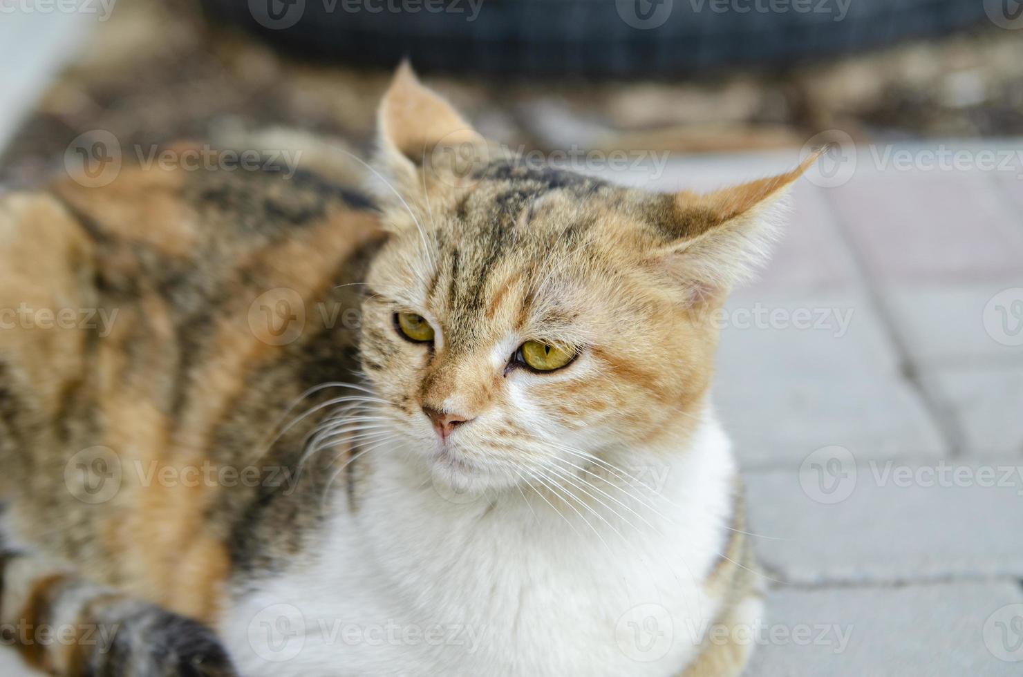 retrato de un gato foto