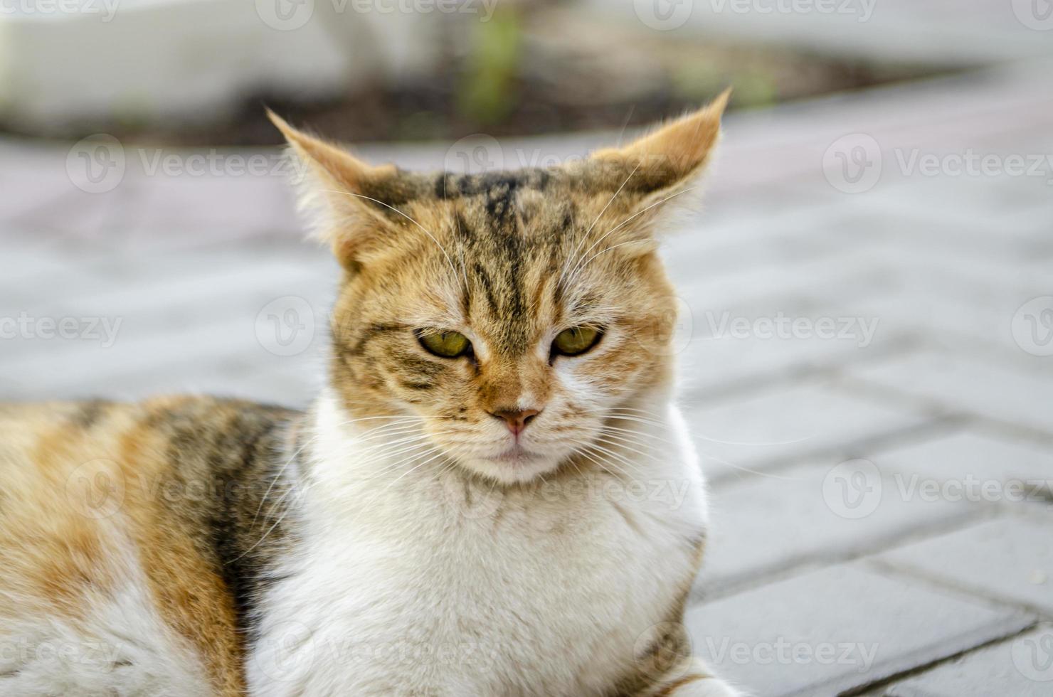 retrato de un gato foto