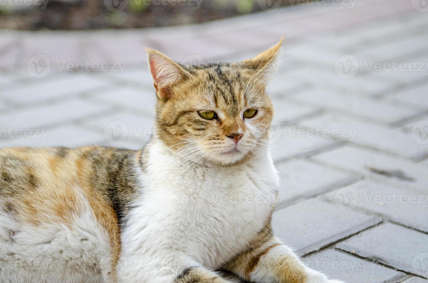 retrato de un gato foto