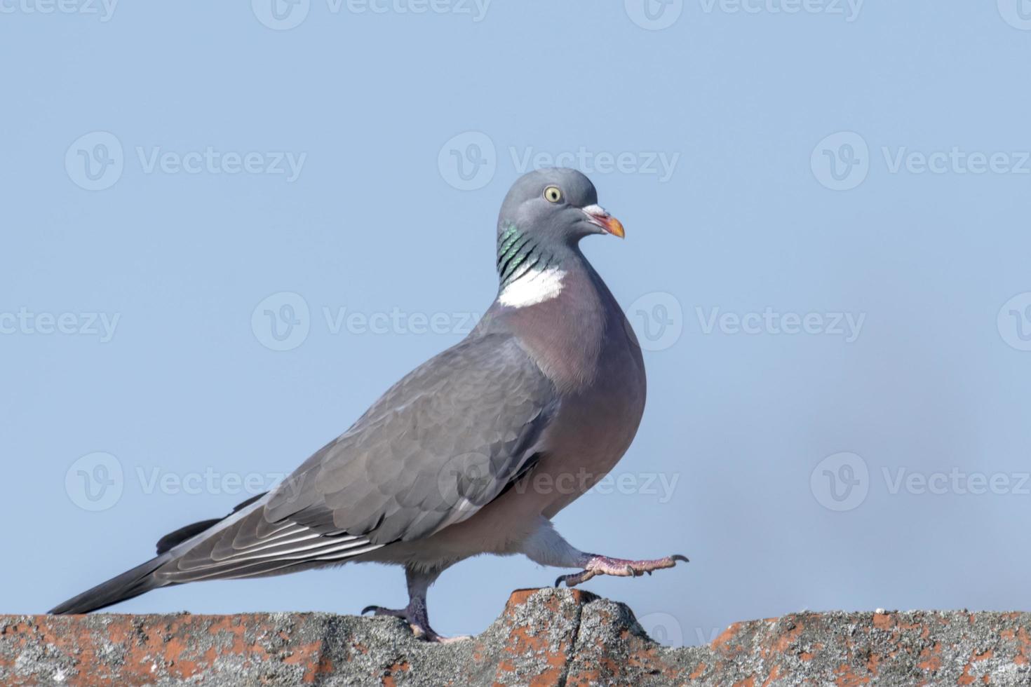 Ringdove walking on a ridge photo