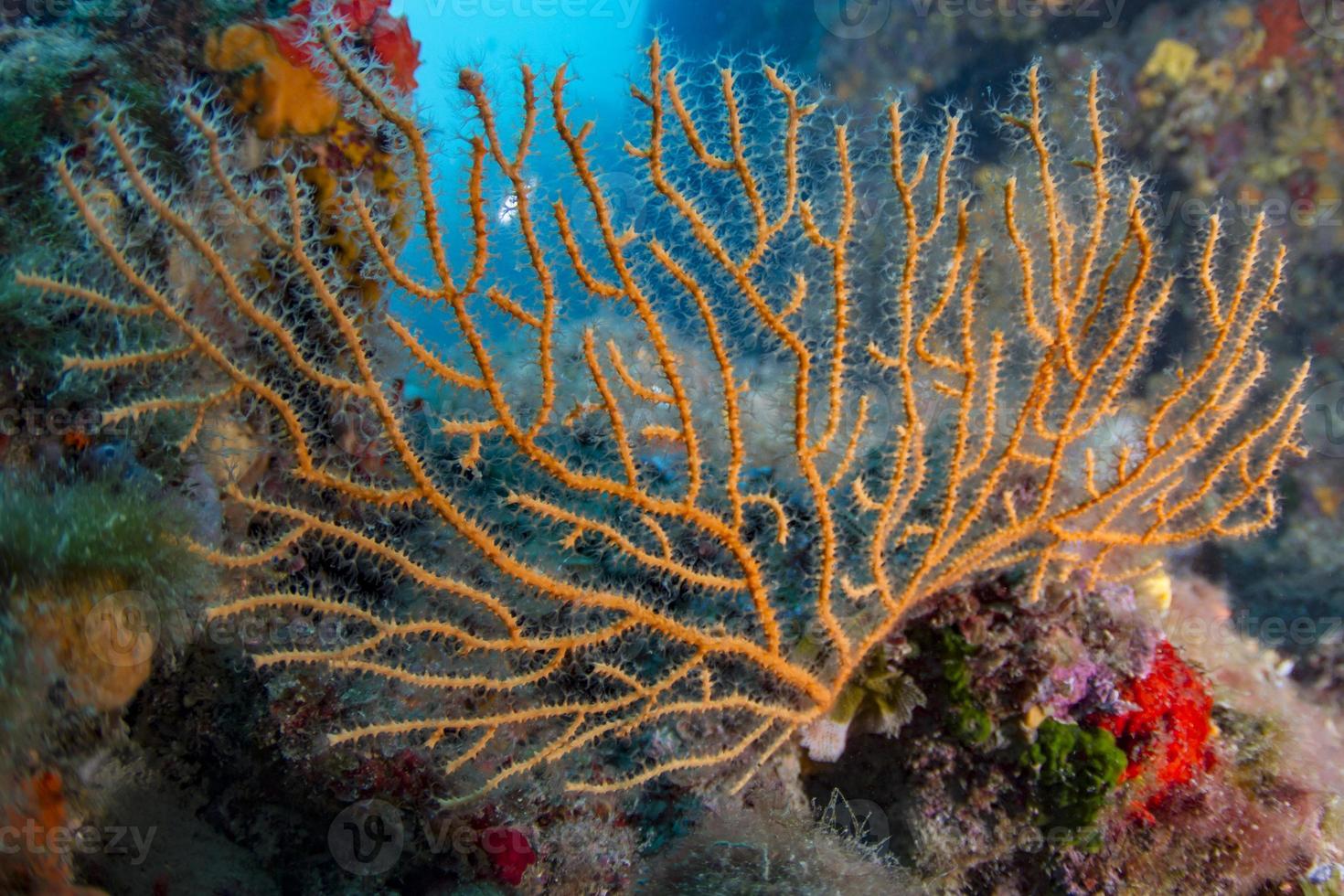 Yellow gorgonian of Mediterranean sea photo