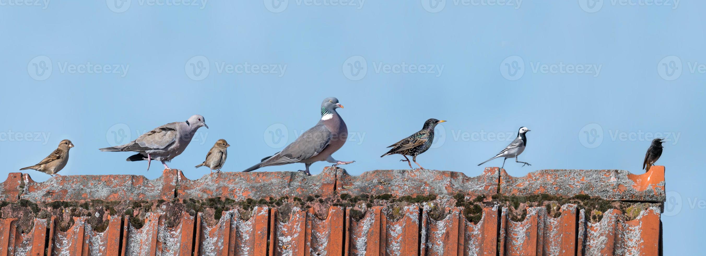 European birds on a roof photo