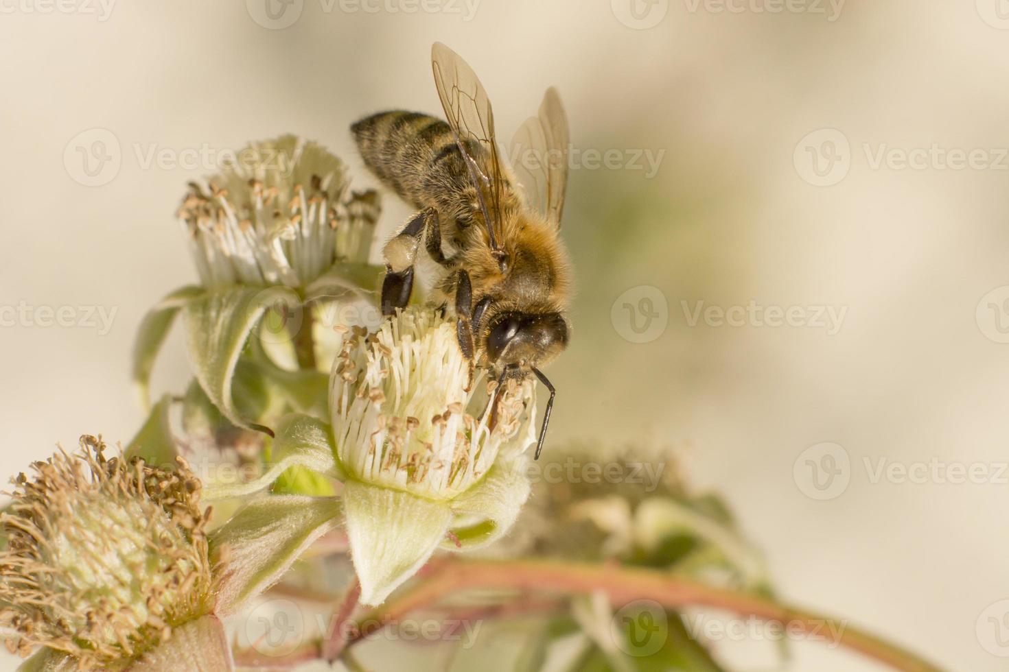 Honeybee on a blackberry blossom photo