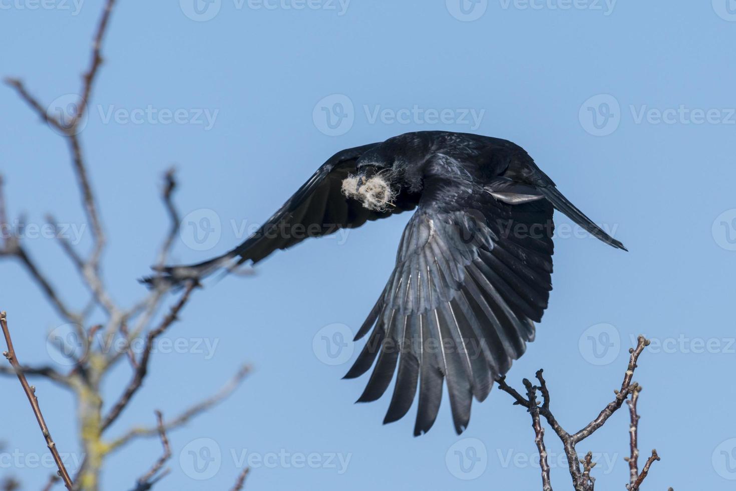 Cuervo volador con material de anidación en su pico. foto