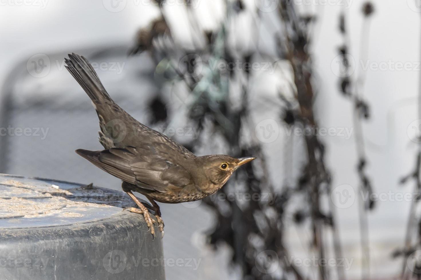 Bird about to take flighr photo