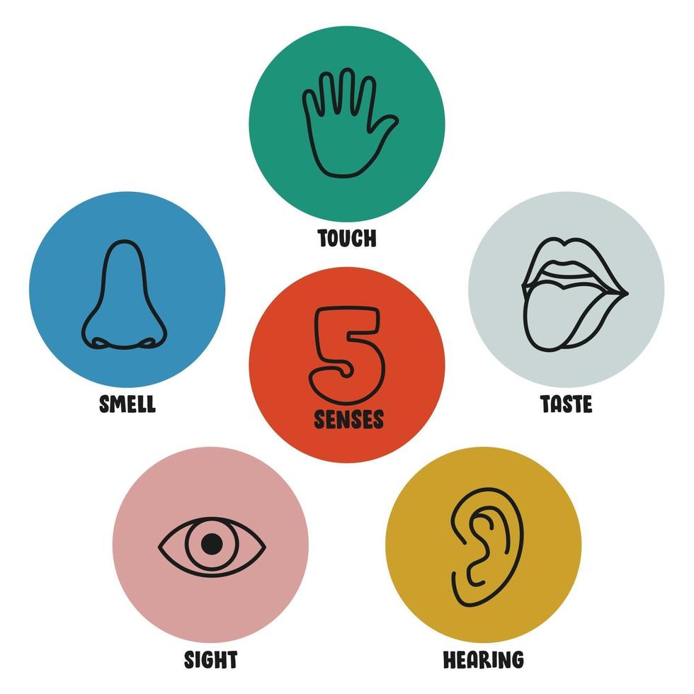 Five Senses Concept With Human Organs vector