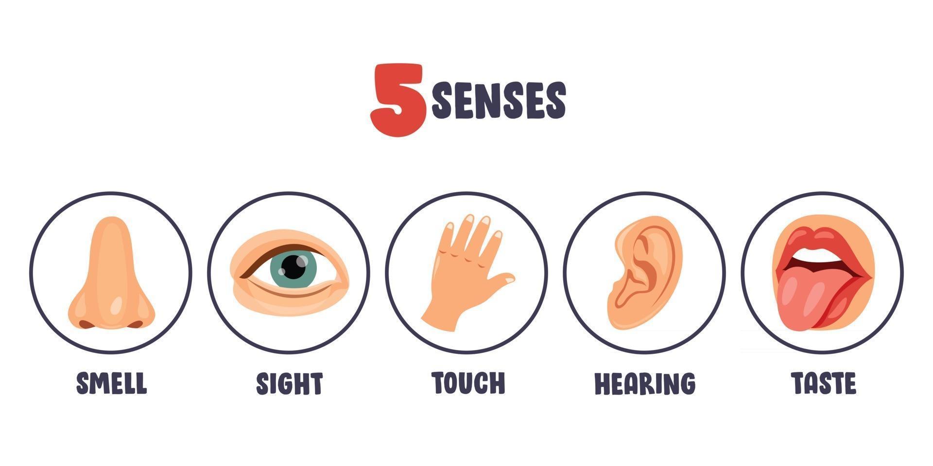 Five Senses Concept With Human Organs vector