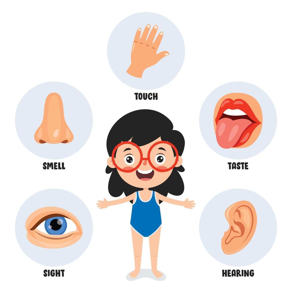 Five Senses Concept With Human Organs vector