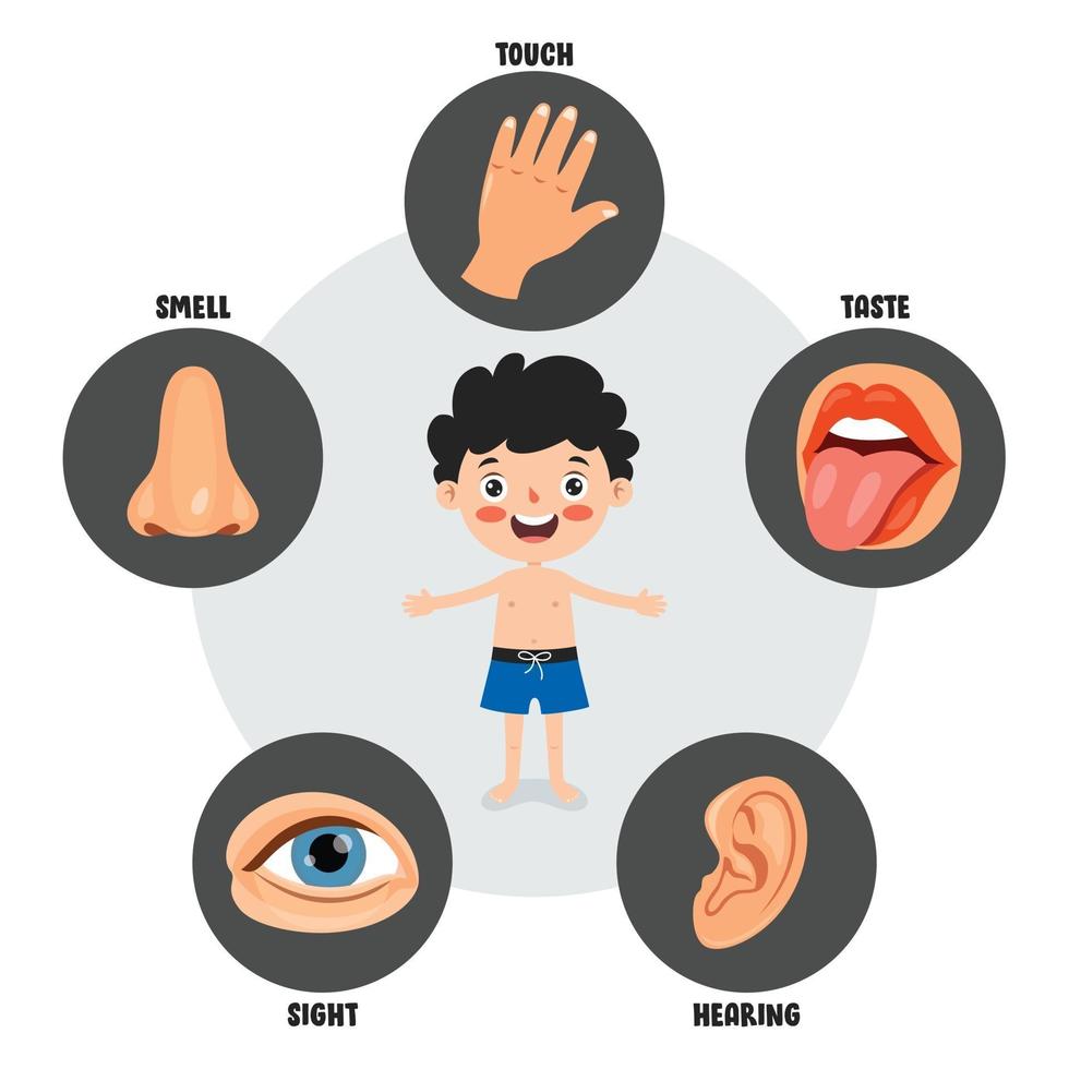 Five Senses Concept With Human Organs vector