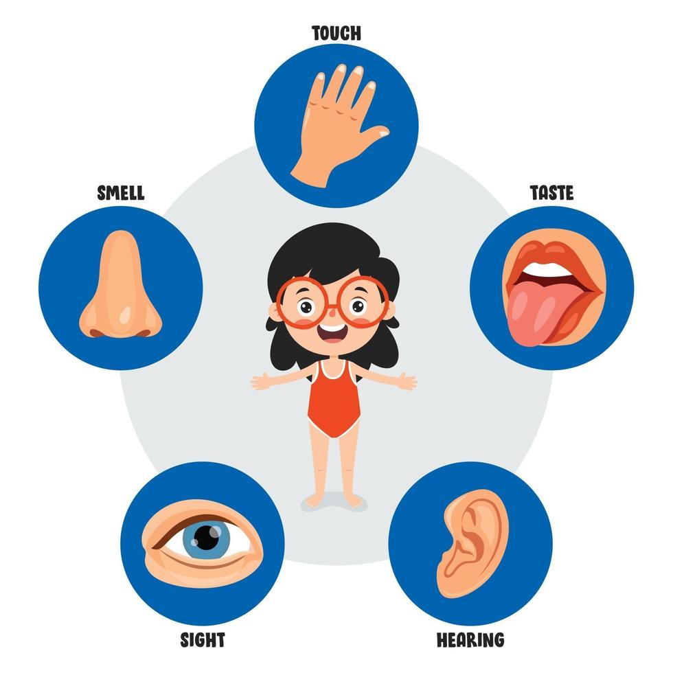 Five Senses Concept With Human Organs vector