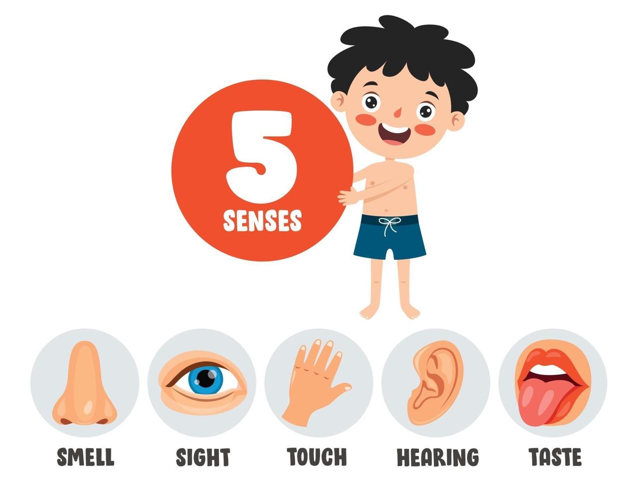 Five Senses Concept With Human Organs vector