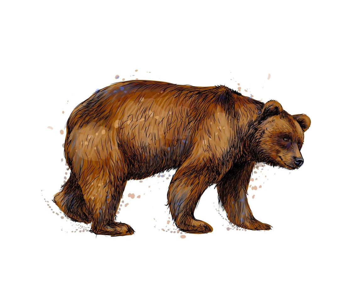 Portrait of a brown bear from a splash of watercolor hand drawn sketch Vector illustration of paints