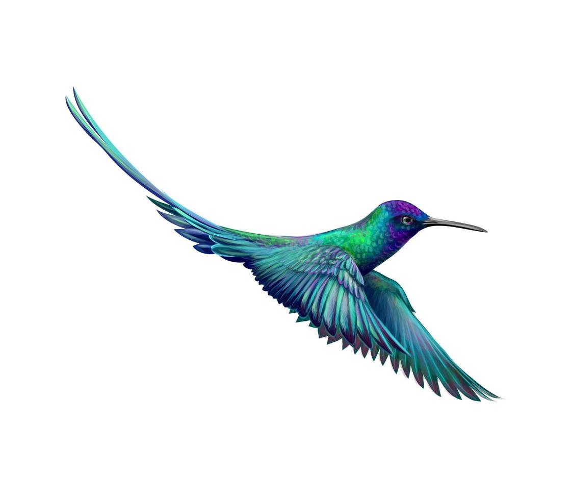 Hummingbird from a splash of watercolor hand drawn sketch Vector illustration of paints