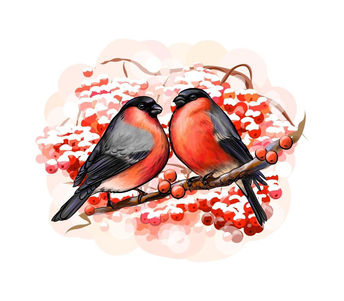 A pair of beautiful winter birds bullfinches on white background hand drawn sketch Vector illustration of paints