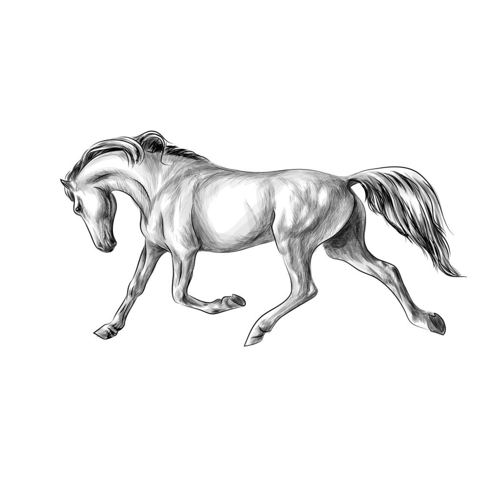 Caballo corre al galope sobre un fondo blanco boceto dibujado a mano ilustración vectorial de pinturas vector