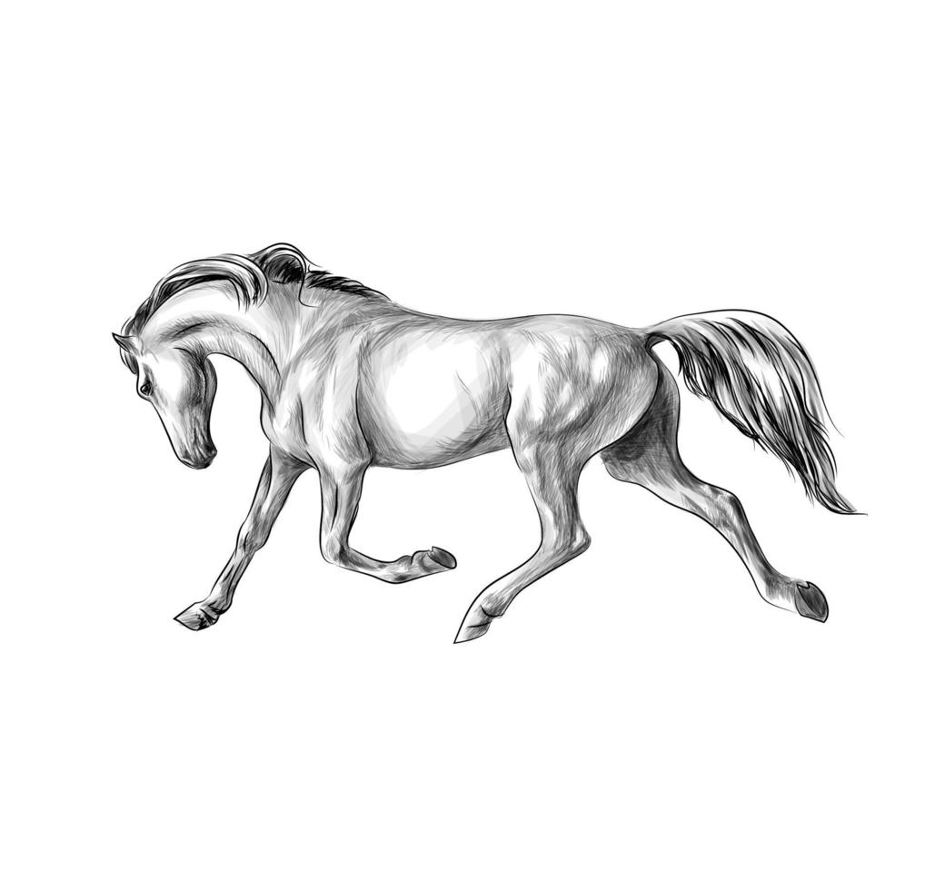 Horse run gallop on a white background Hand drawn sketch Vector illustration of paints