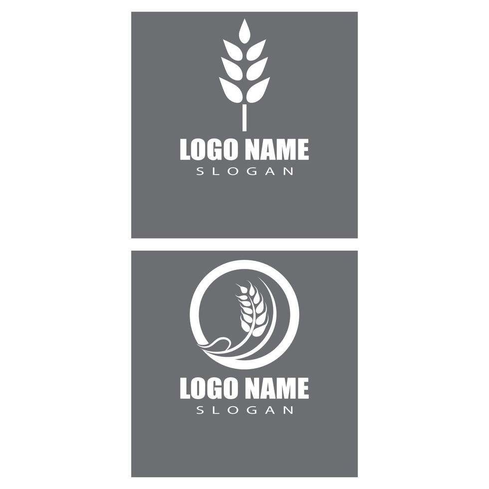 Agriculture wheat vector icon design