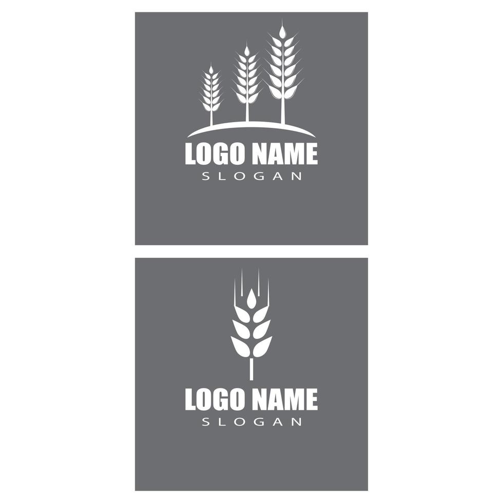 Agriculture wheat vector icon design