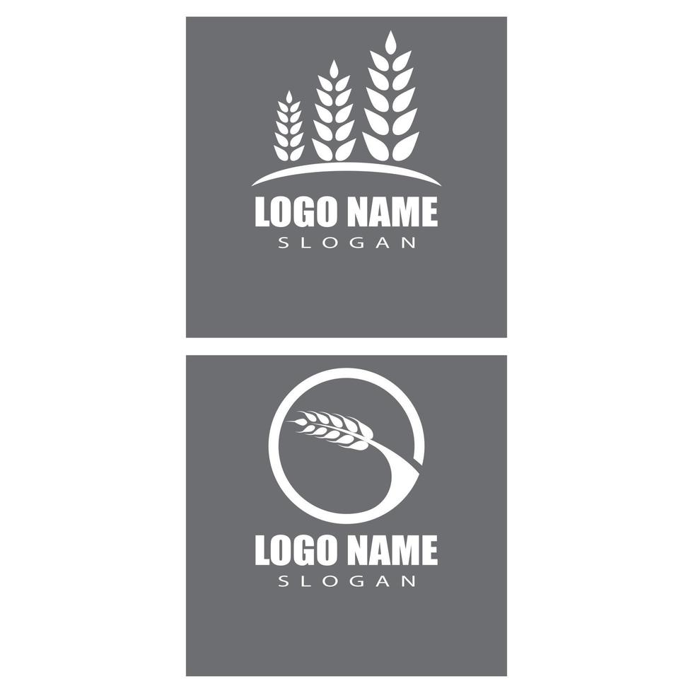 Agriculture wheat vector icon design