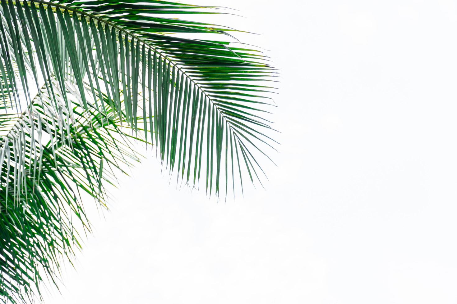 Coconut leaf frame isolated on white background with copy space, summer concept. photo