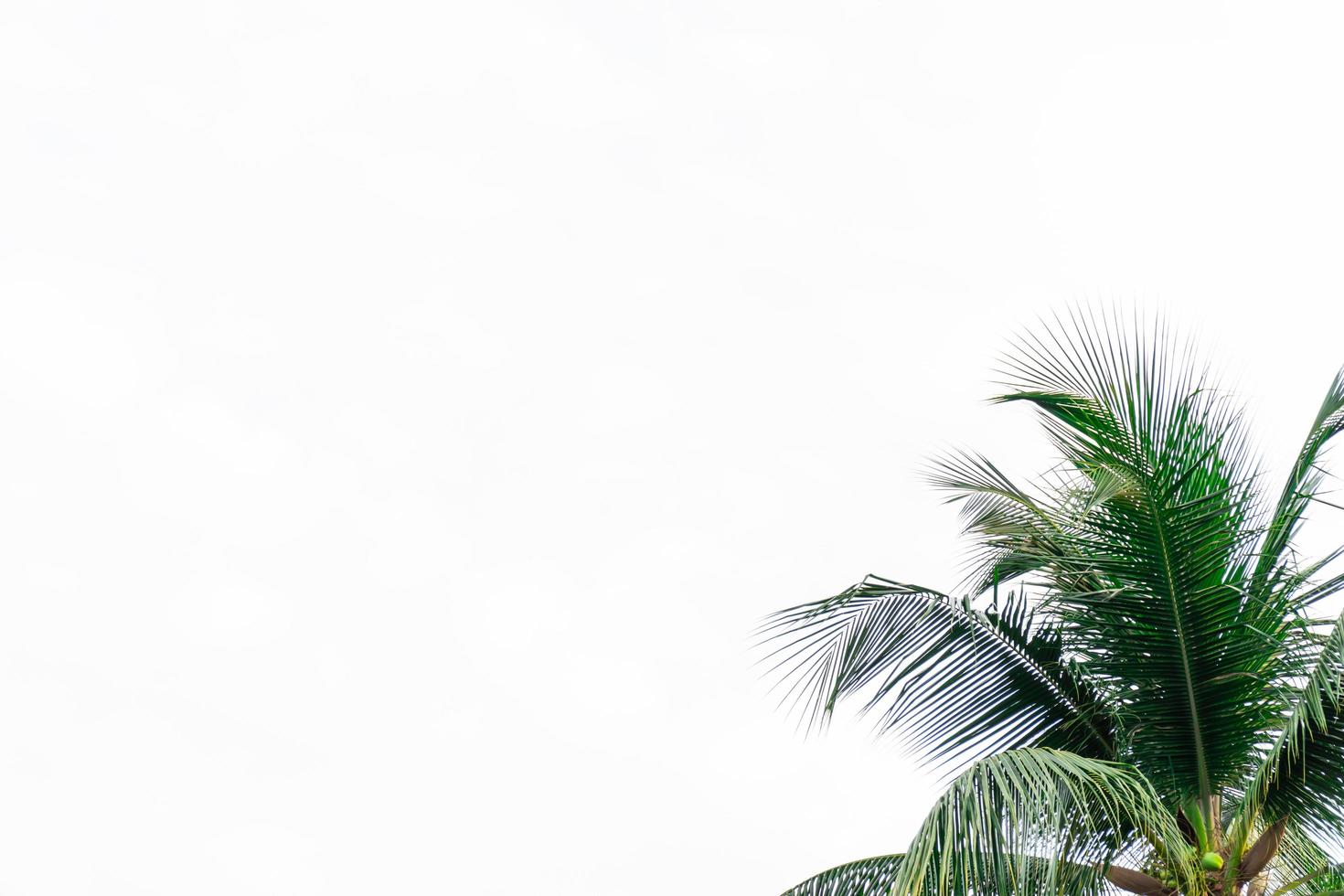 Coconut leaf frame isolated on white background with copy space, summer concept. photo