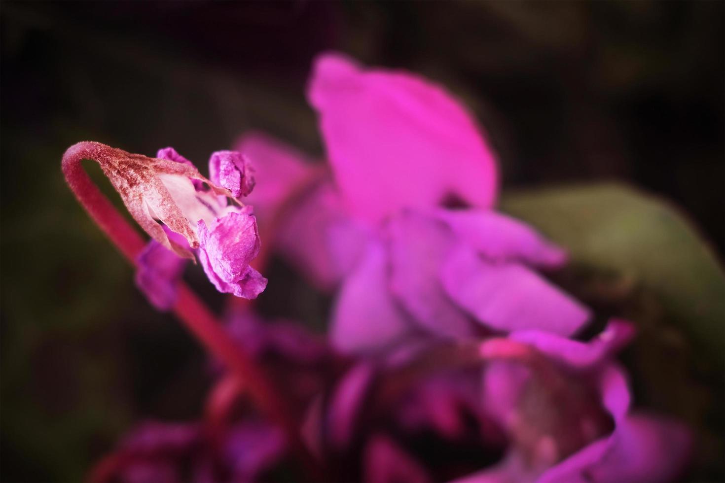 A dead purple flower in a low key photo