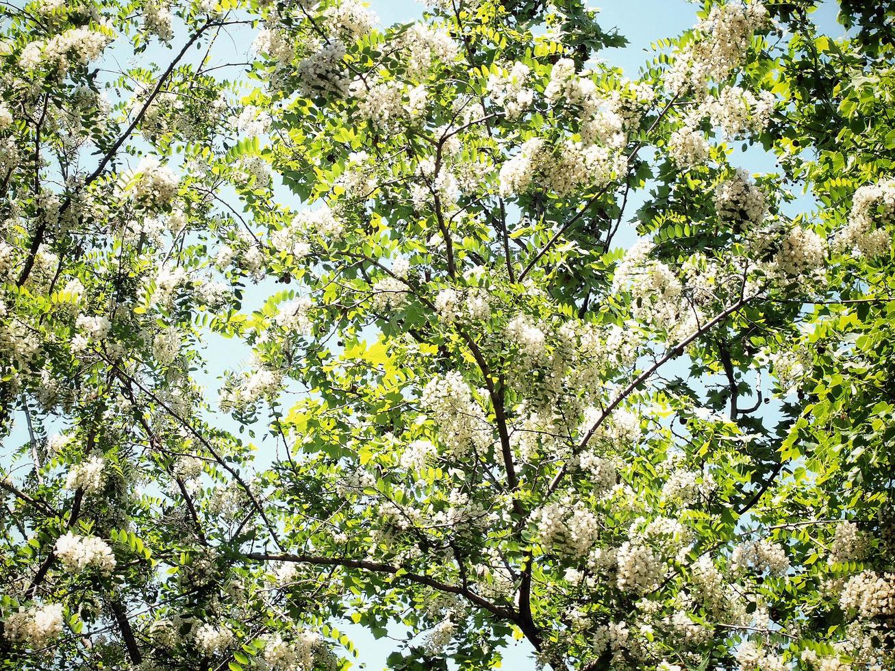 Ramas de los árboles de acacia a la luz del sol foto