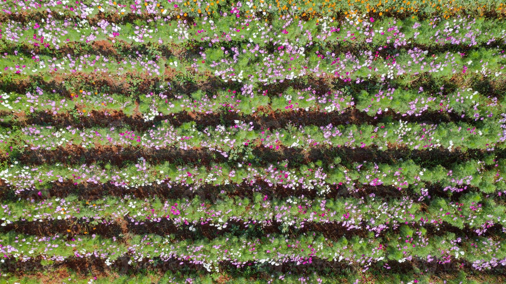 Fondo de jardín de flores con hermosas flores de colores en Tailandia foto