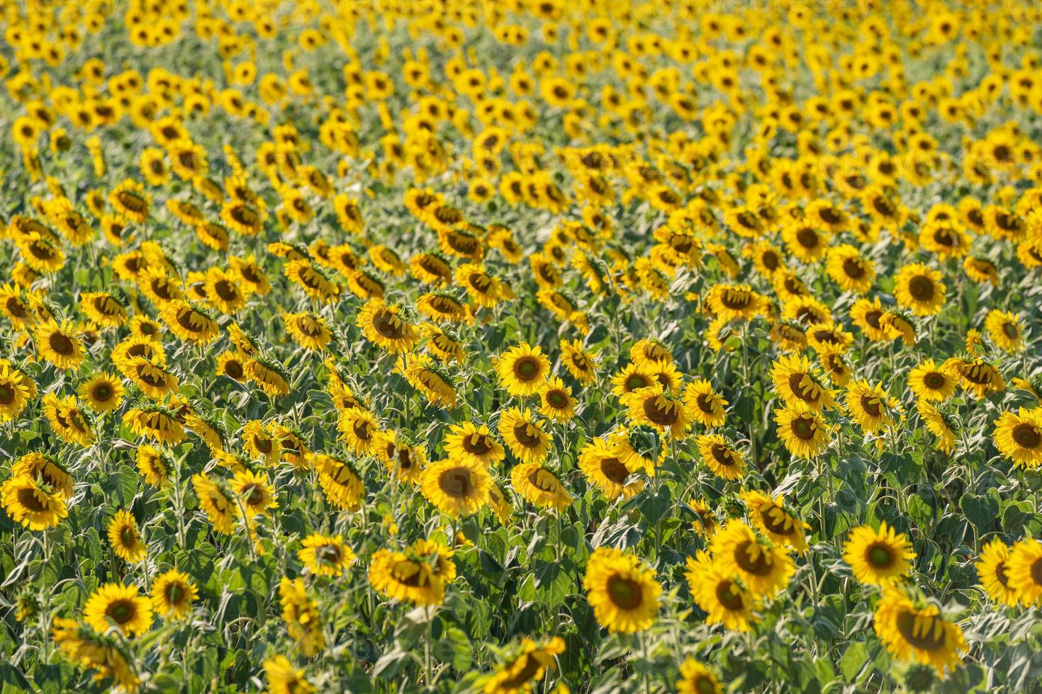 Sunflower garden background with beautiful yellow flower in thailand photo