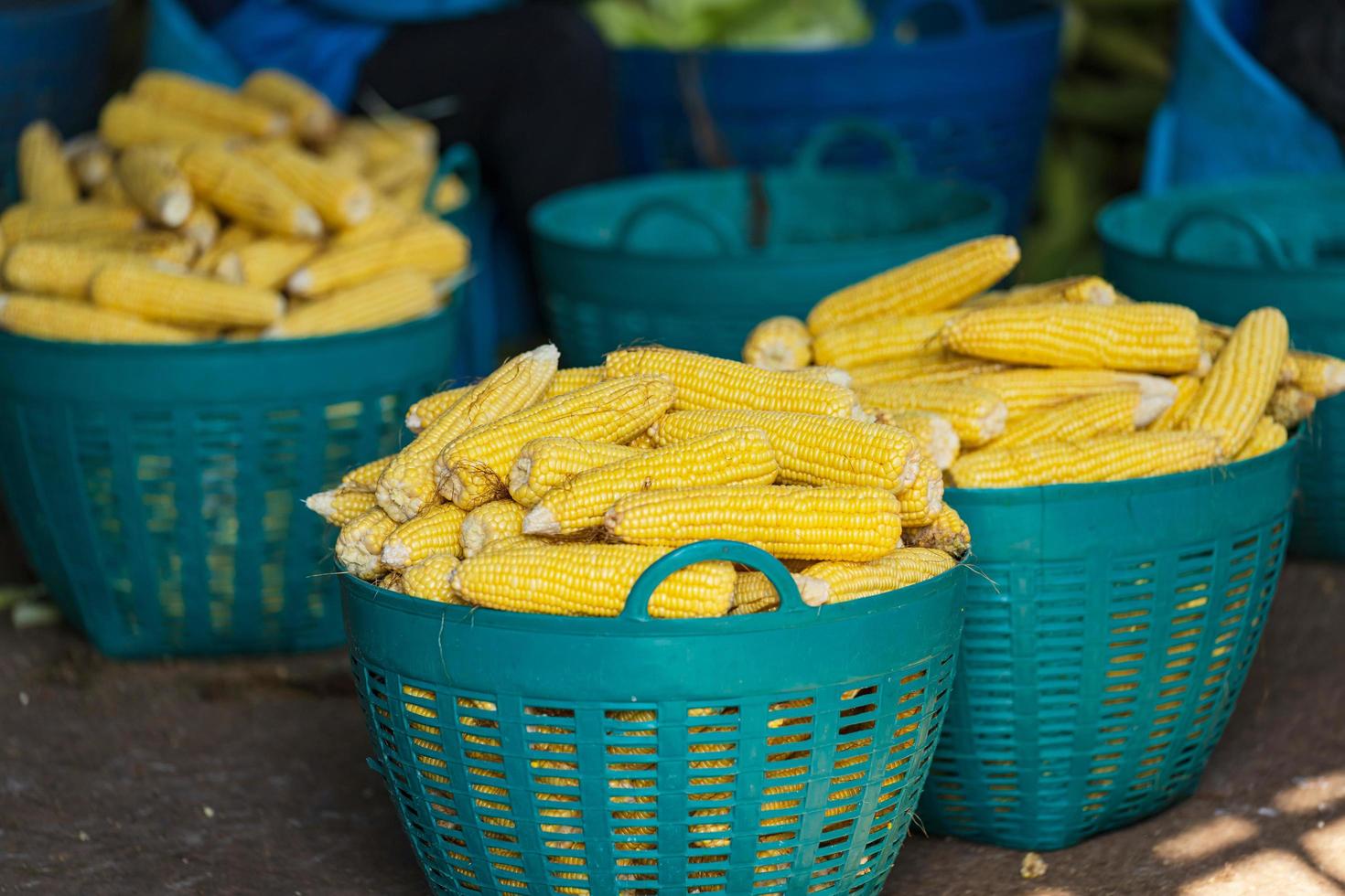 maíz amarillo fresco en la canasta producción de alimentos y hortalizas foto