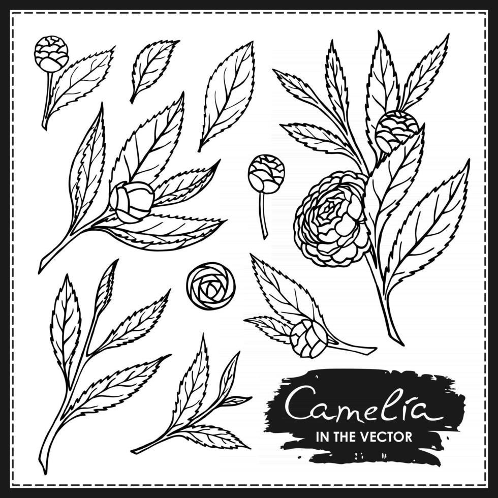 conjunto de flores y hojas de camelia vector