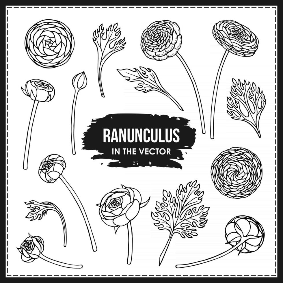 SET OF RANUNCULUS FLOWERS AND LEAVES vector