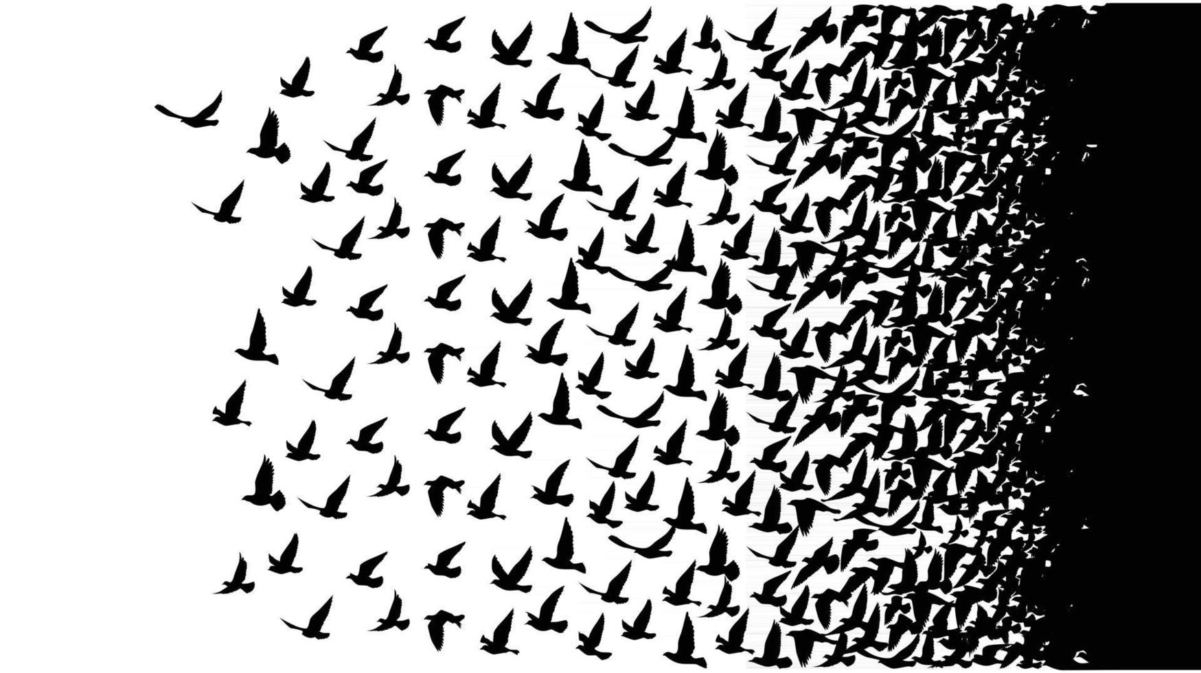 Siluetas de aves voladoras sobre fondo blanco. vector