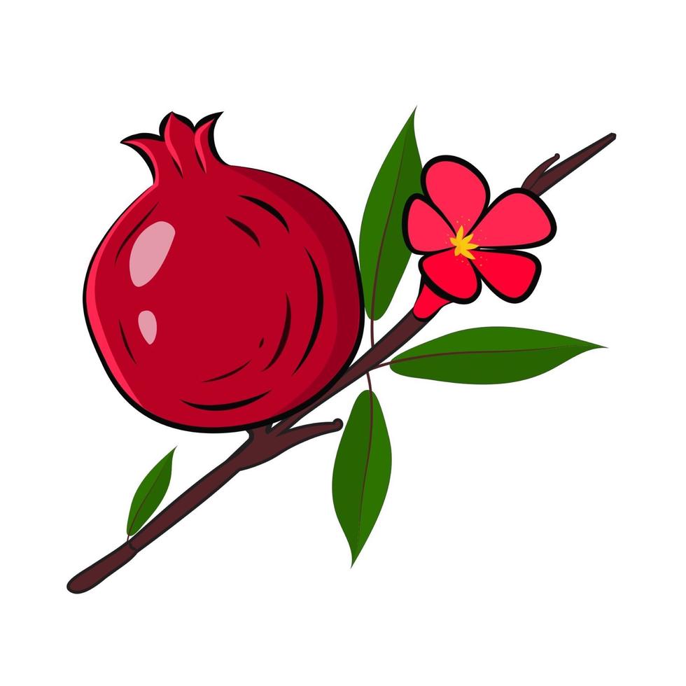 Pomegranate branch with fruit flower and leaves vector