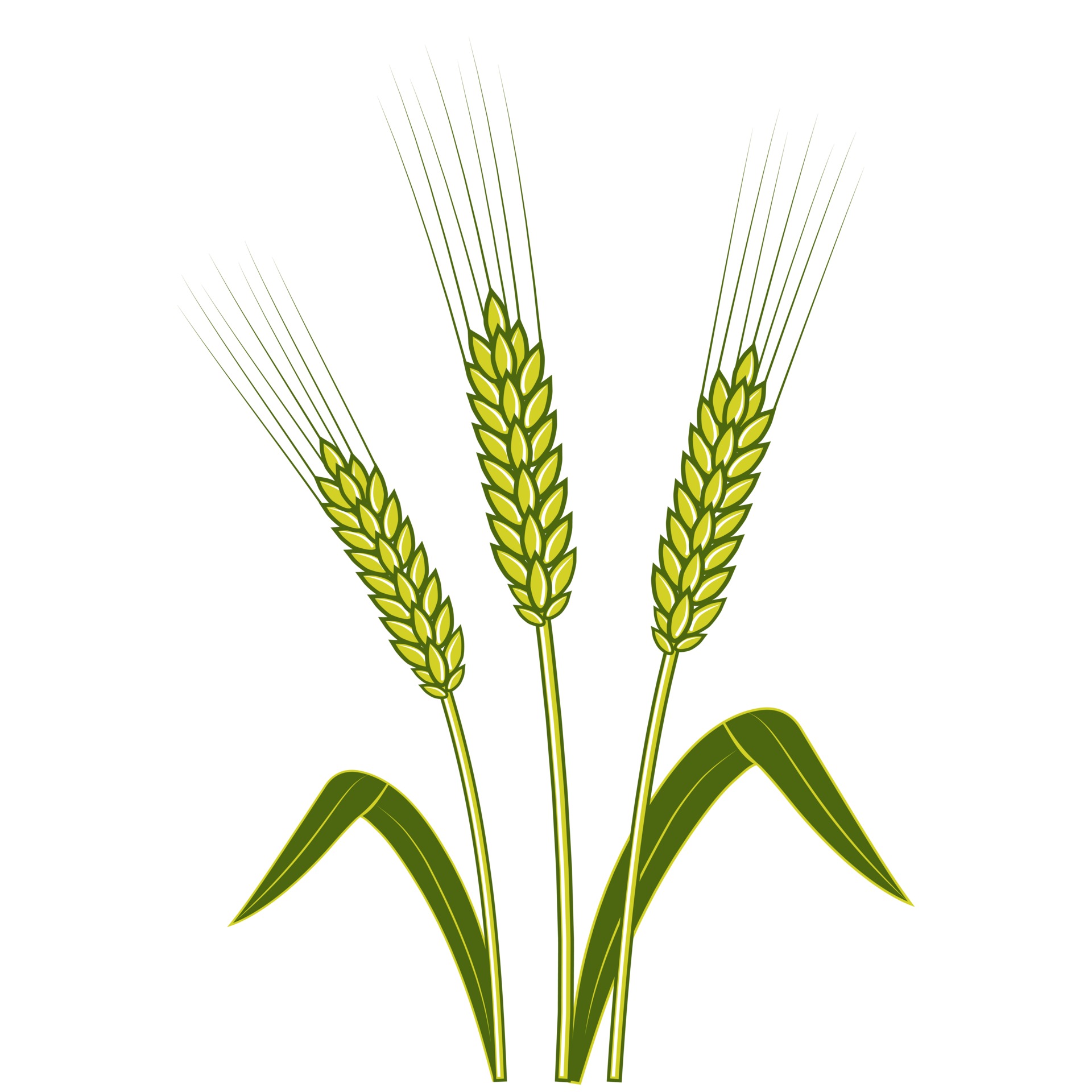 barley vs wheat plant