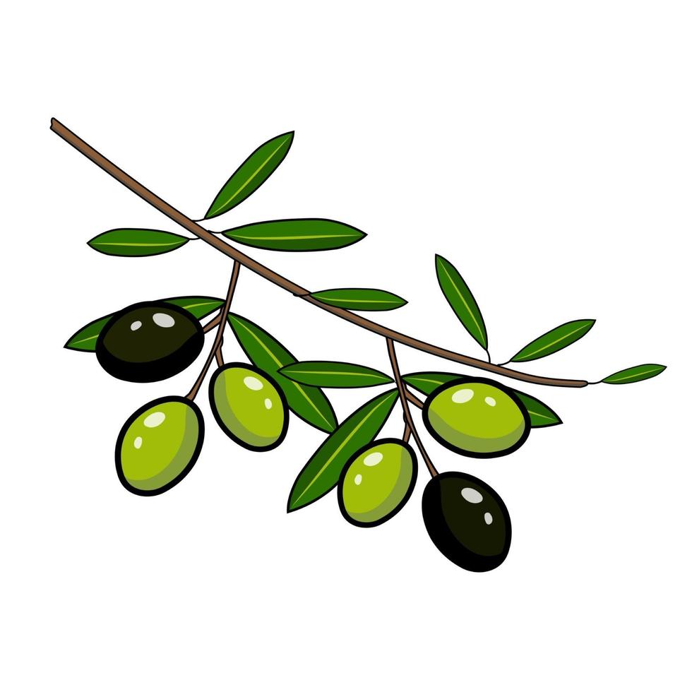 Black and green olives on a branch vector